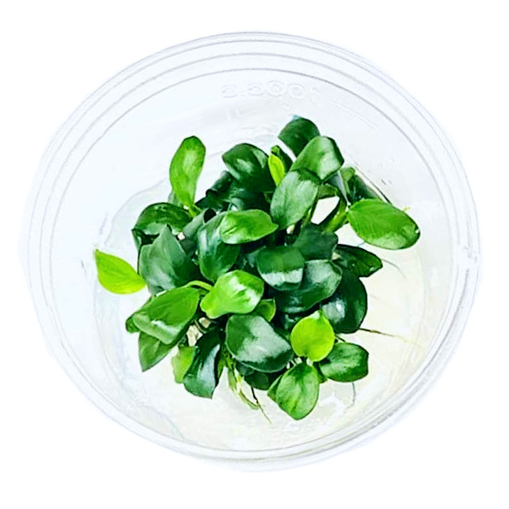 Anubias Nana Tissue Culture