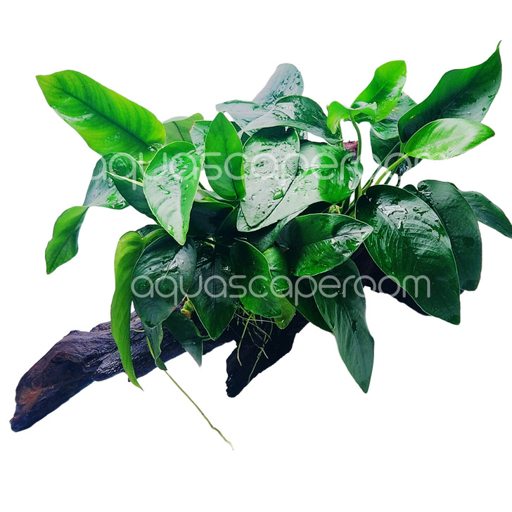 Premium Anubias Nana on Driftwood (10-14")