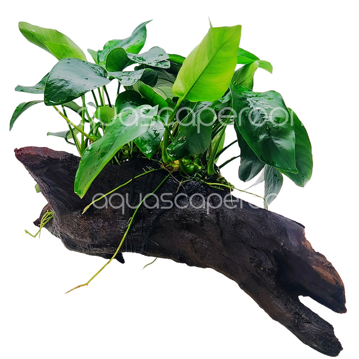 Premium Anubias Nana on Driftwood (10-14")