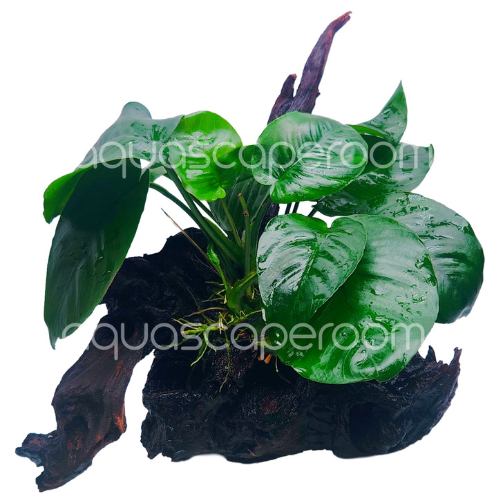 Premium Anubias Broad Leaf on Driftwood (8-10")