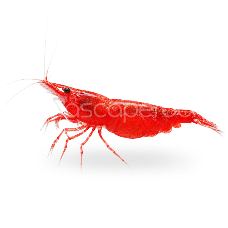 Red Cherry Shrimp (Pre-Order)
