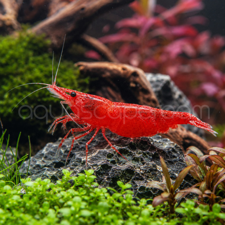 Red Cherry Shrimp (Pre-Order)