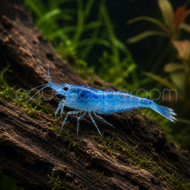 Blue Jelly Shrimp (Pre-Order)
