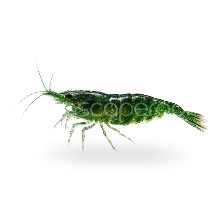 Green Jelly Shrimp (Pre-Order)