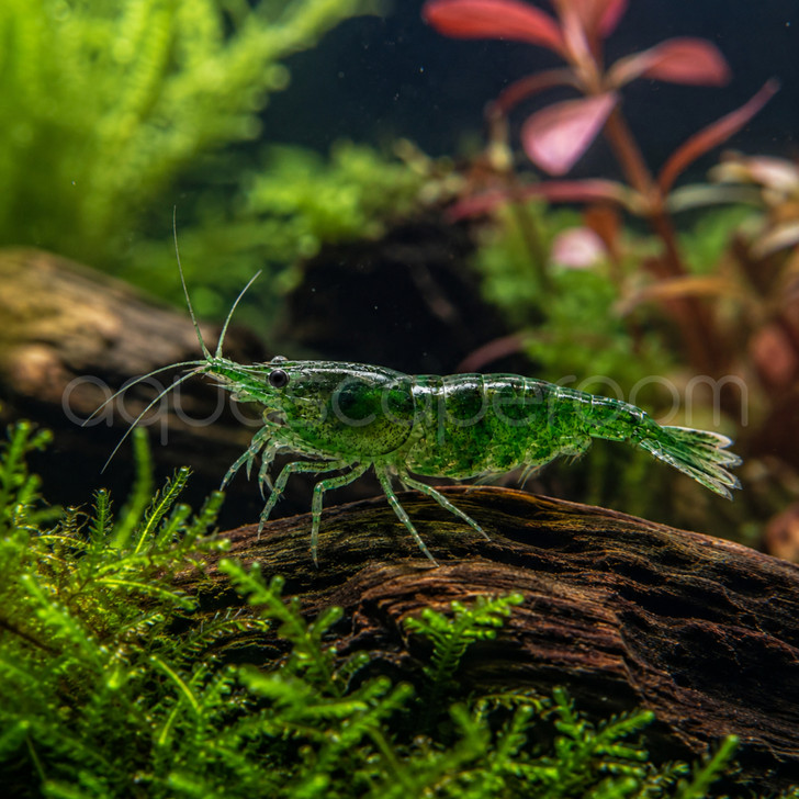Green Jelly Shrimp (Pre-Order)