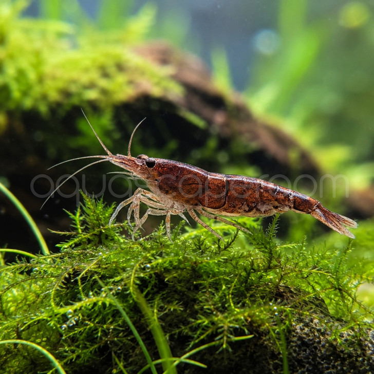 Chocolate Shrimp (Pre-Order)