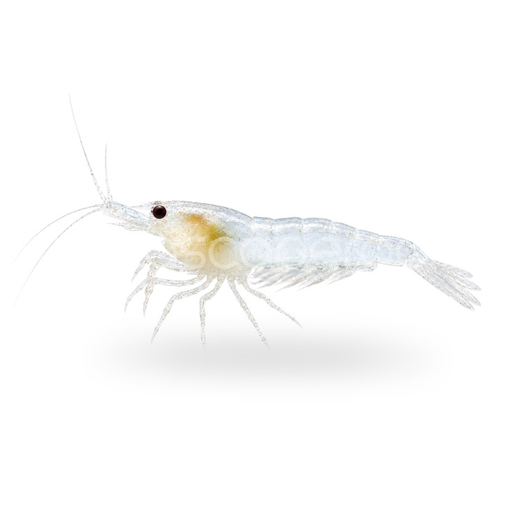 Snowball Shrimp (Pre-Order)