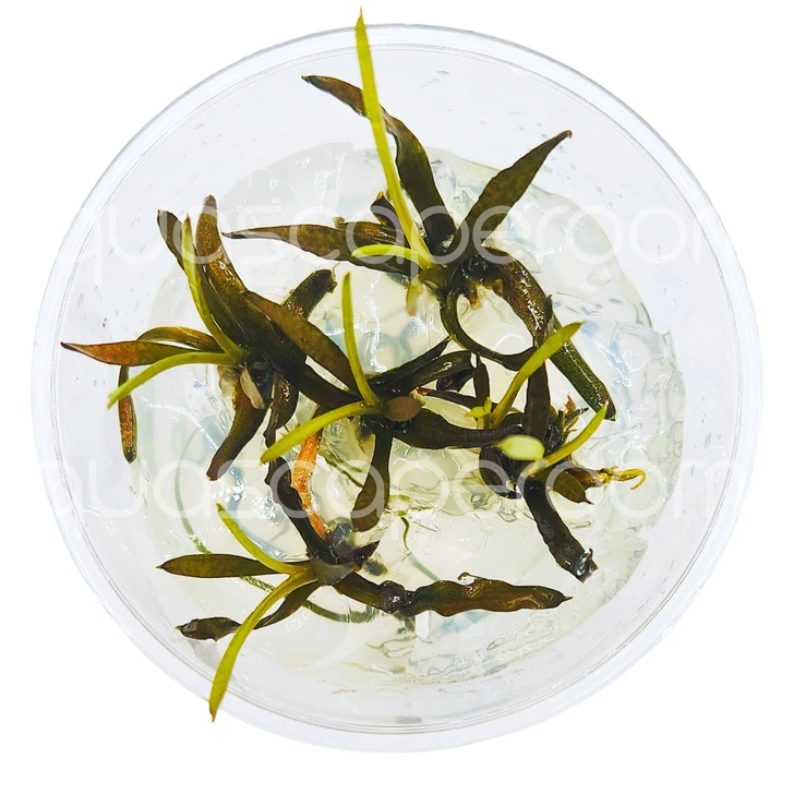 Cryptocoryne spiralis 'Nari' Tissue Culture