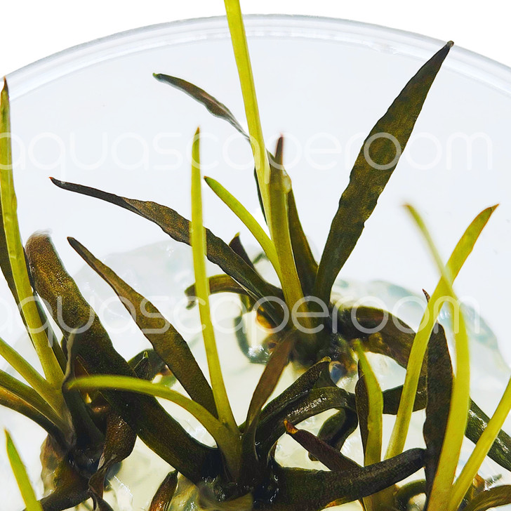 Cryptocoryne spiralis 'Nari' Tissue Culture