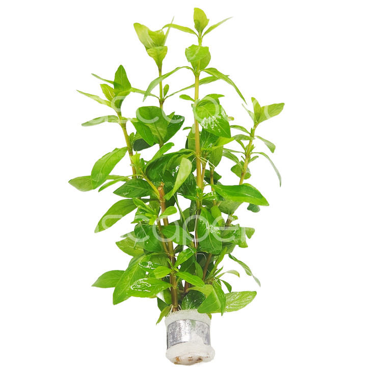 Hygrophila polysperma