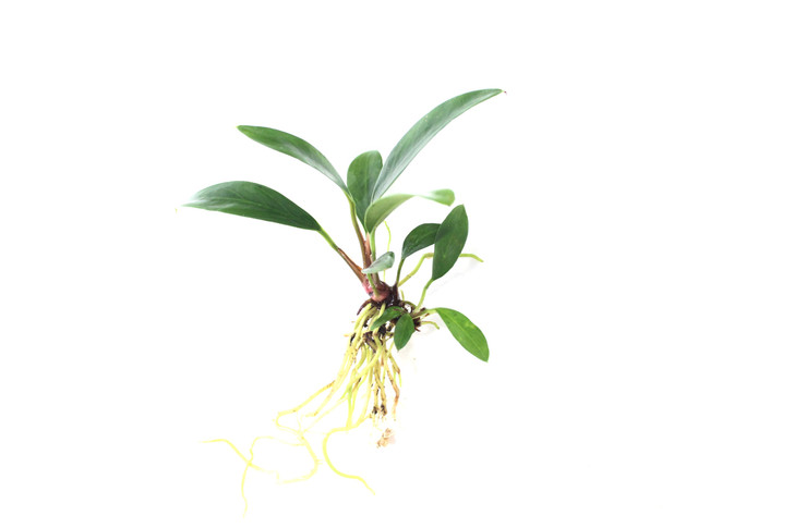 Anubias Trio Combo (3- Plant Combo)