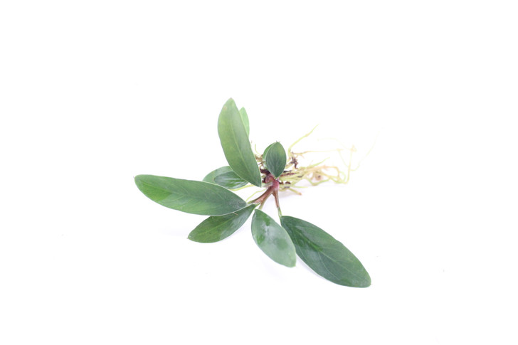 Anubias Trio Combo (3- Plant Combo)
