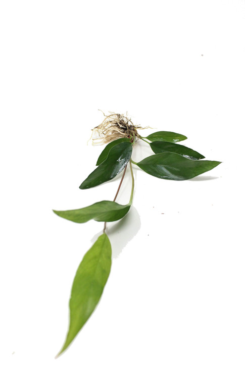 Anubias Trio Combo (3- Plant Combo)