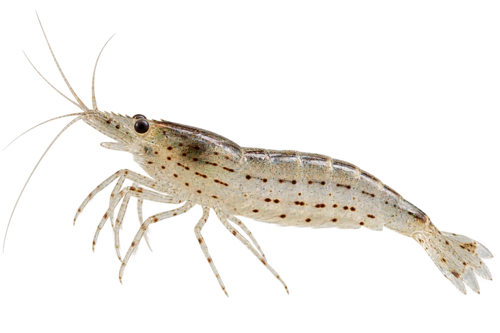 White Amano Shrimp