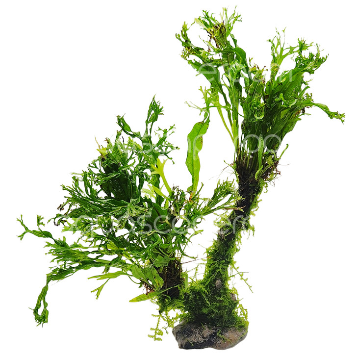 Microsorum Moss Tree – Java Fern & Windeløv