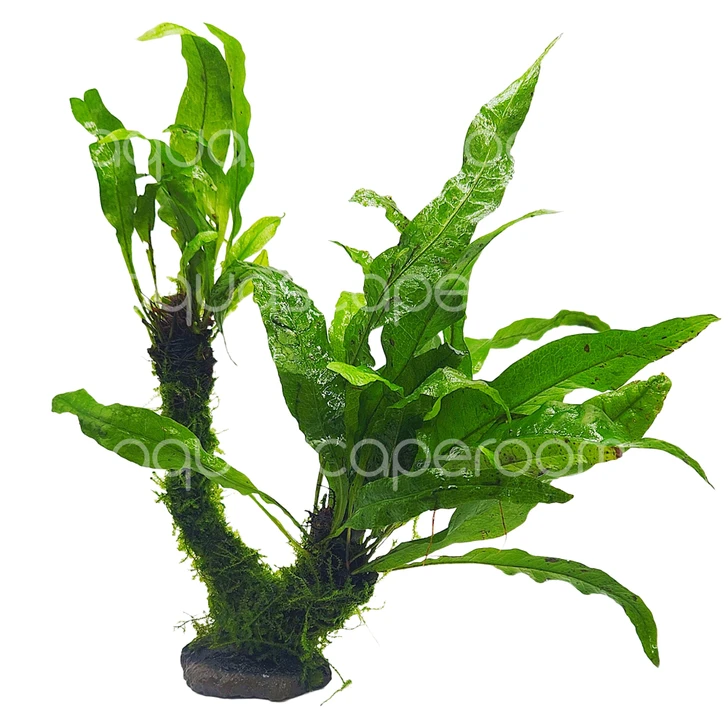 Microsorum Moss Tree – Java Fern & Windeløv