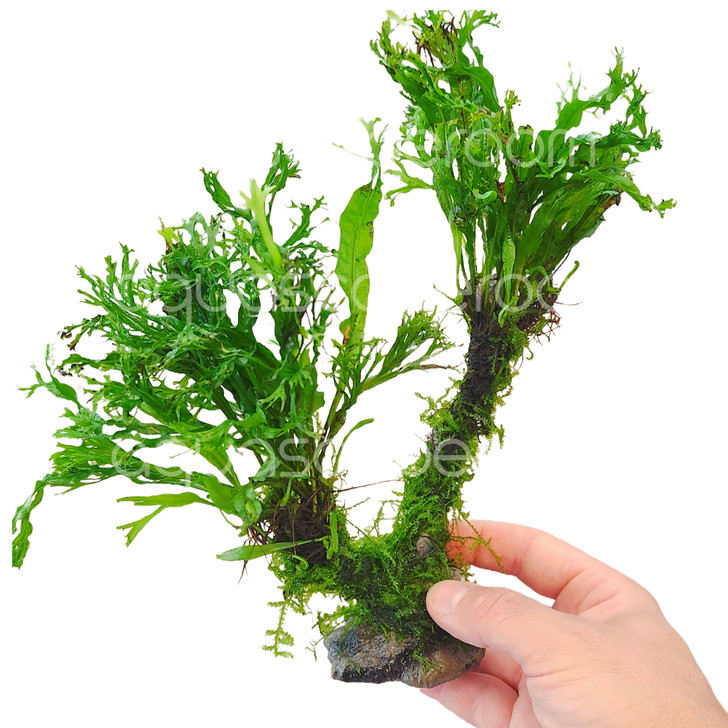 Microsorum Moss Tree – Java Fern & Windeløv