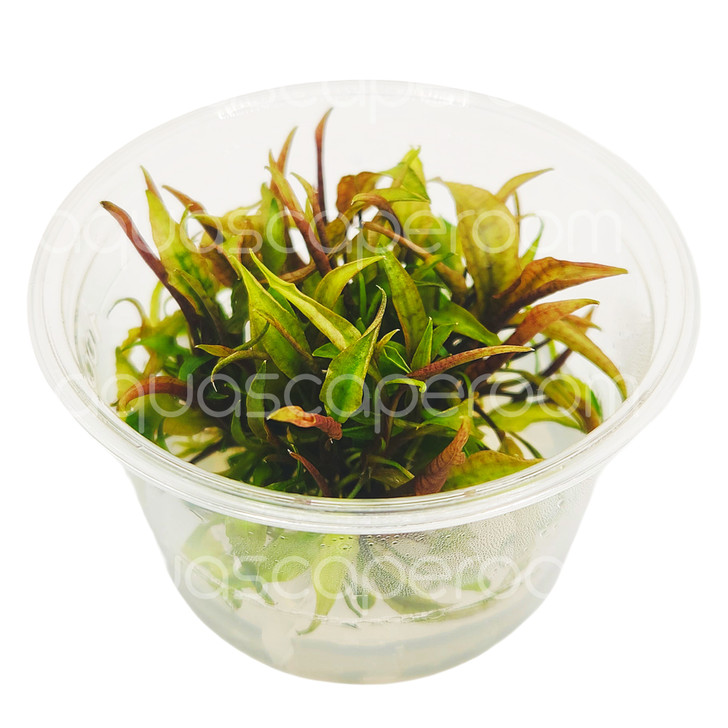 Cryptocoryne purpurea Tissue Culture