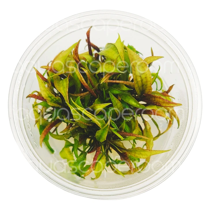 Cryptocoryne purpurea Tissue Culture