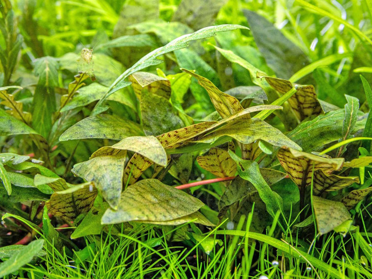 Cryptocoryne purpurea Tissue Culture