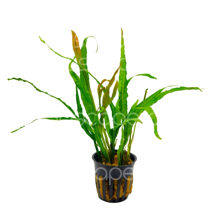 Microsorum pteropus 'Orange Narrow'