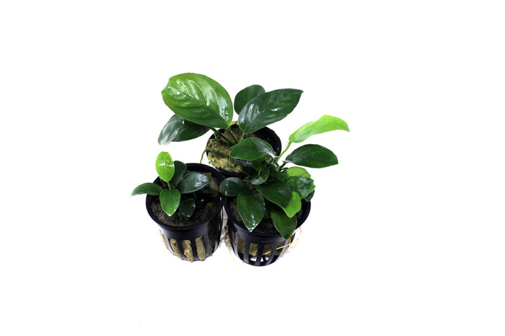 Potted Anubias Trio Combo ( 3- Plant Combo)