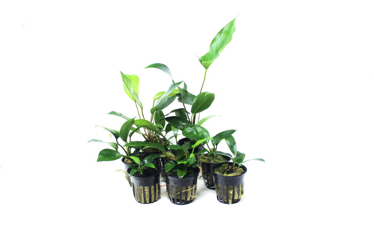 Potted Anubias Trio Combo ( 3- Plant Combo)