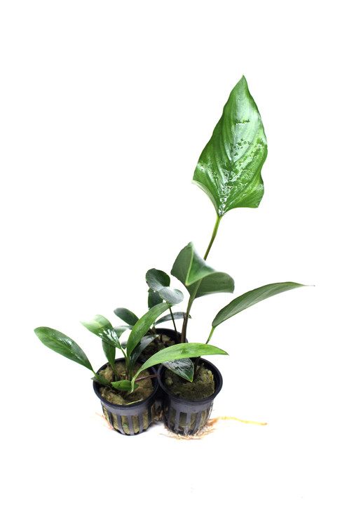 Potted Anubias Trio Combo ( 3- Plant Combo)