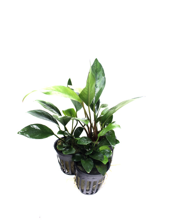 Potted Anubias Trio Combo ( 3- Plant Combo)