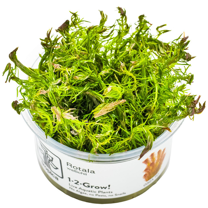1-2-Grow! Rotala Wallichii
