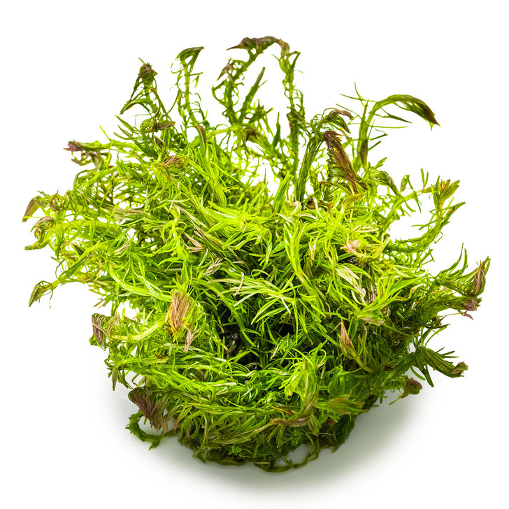 1-2-Grow! Rotala Wallichii
