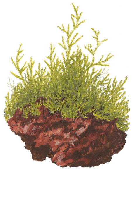1-2-Grow! Taxiphyllum barbieri 'Bogor Moss'