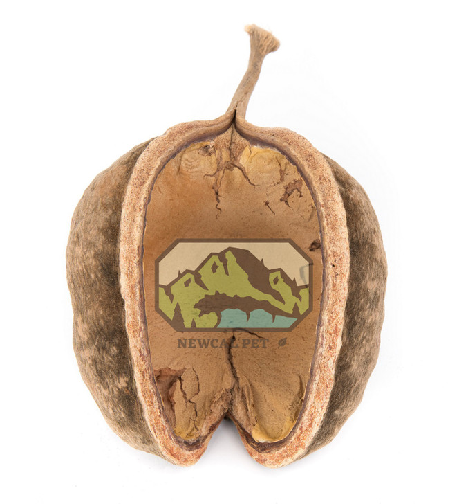 Buddha Nut 4"