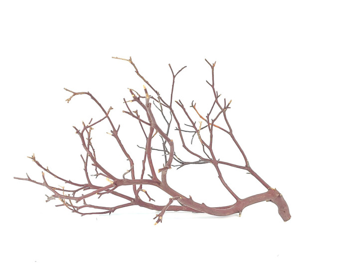 Manzanita Red Branch *MNZ12