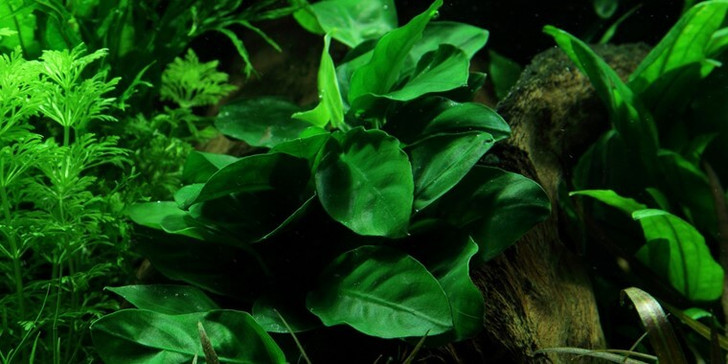 Anubias Nana
