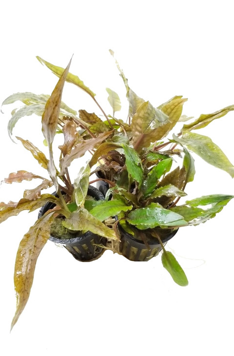 Cryptocoryne Trio (3-Plant Combo)
