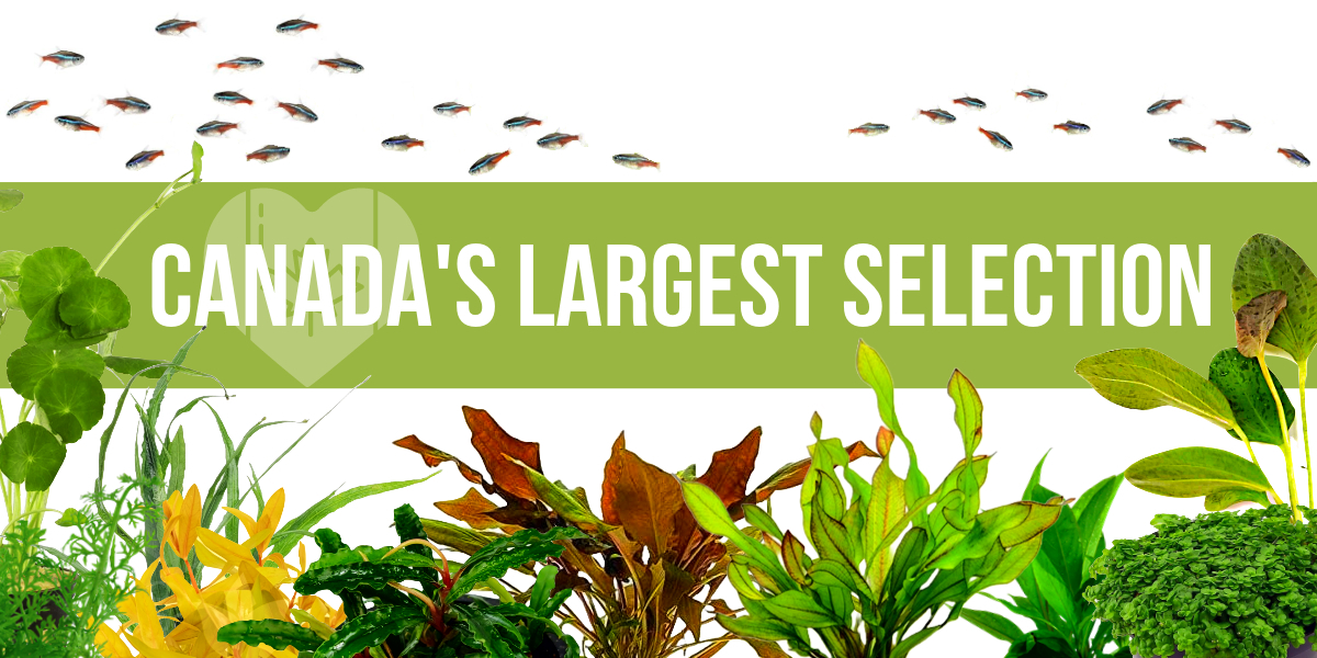 Aquascape Room | Canada's #1 Source of Aquatic Plants Since 2016!