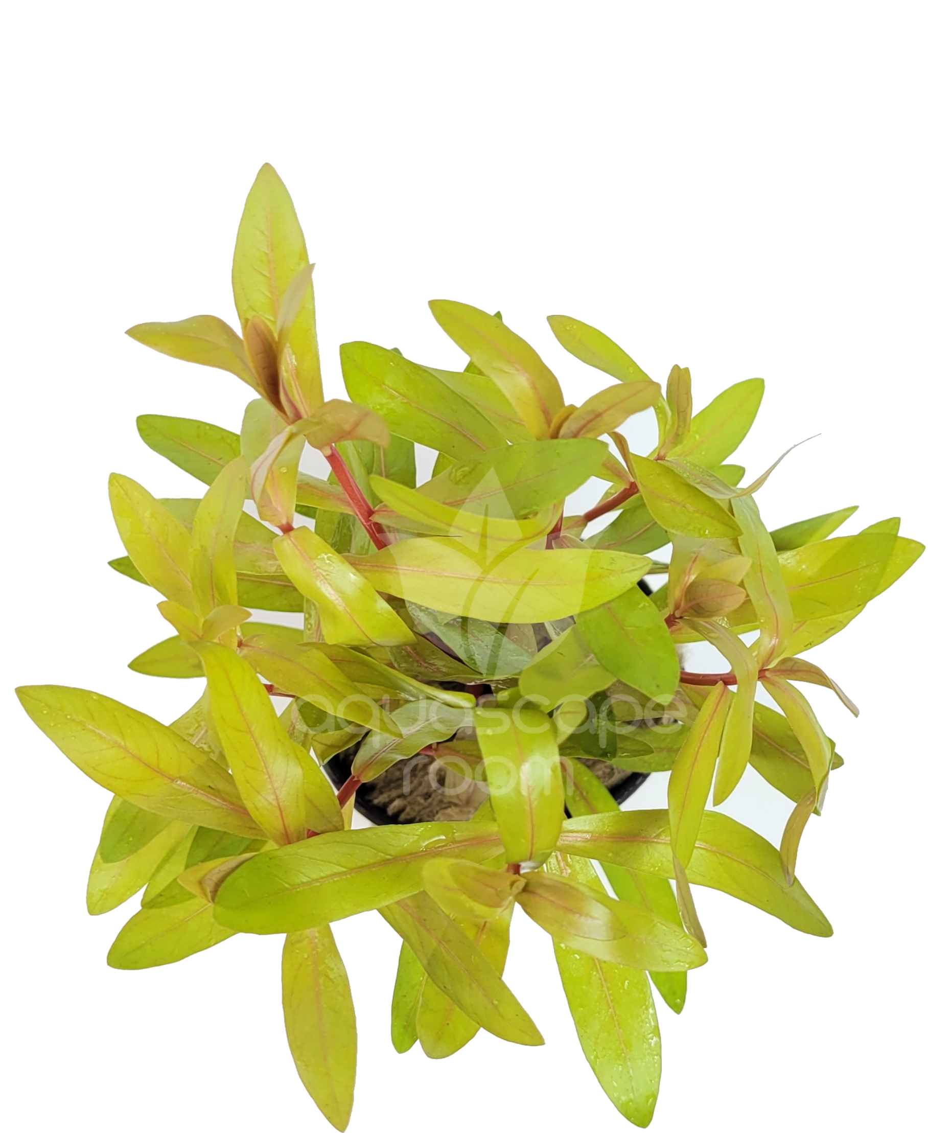 AquascapeRoom Aquarium Plants for Sale by Canada's 1 Trusted Online Retailer. 110 DOA Coverage