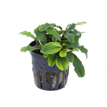 Bucephalandra sp. 'Wavy Green' for Sale | Aquarium Plants in Canada