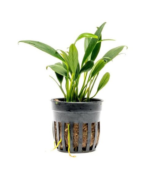 Potted Anubias Chili Jalapeno for Sale Aquarium Plants in Canada