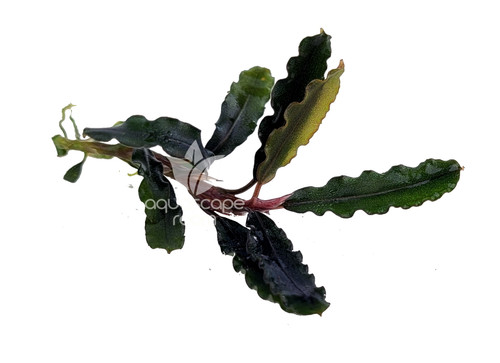 Bucephalandra for Sale | Aquarium Plants in Canada