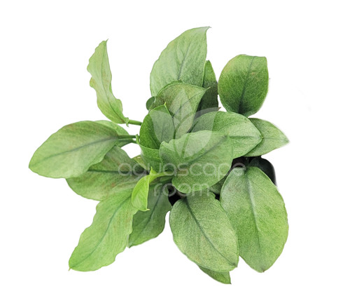 Bucephalandra sp. 'Kedagang' – Loose Stem Portion| Aquarium Plants