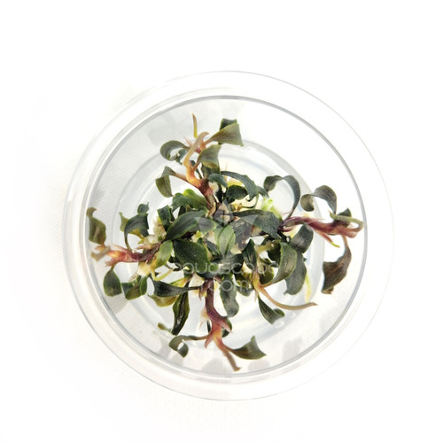 【ルージュ】Bucephalandra sp. Kudangan set Bucephalandra for Sale | Aquarium Plants in Canada