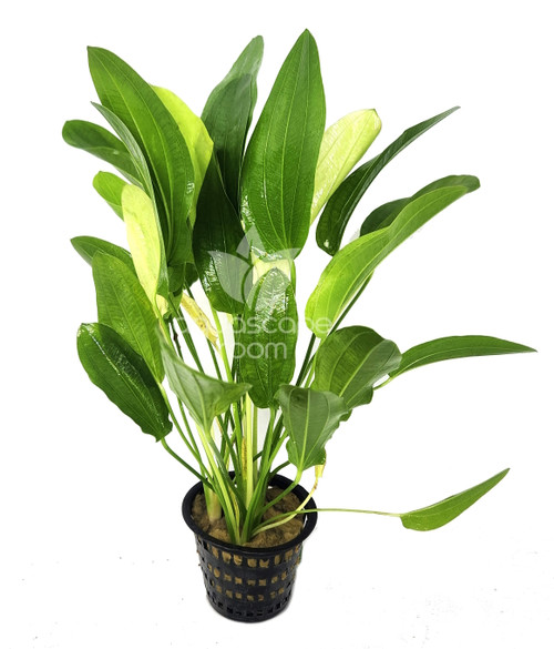 Echinodorus Uruguayensis 'Tricolor' for Sale | Aquarium