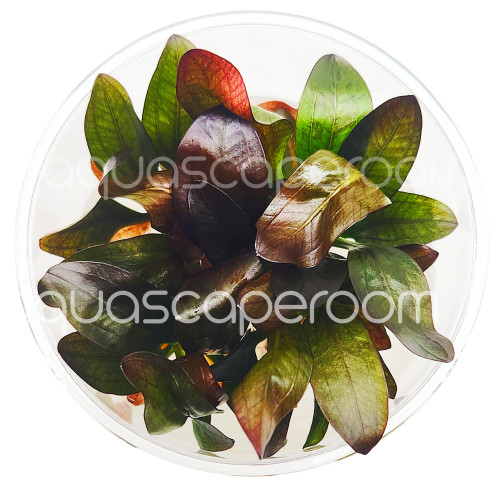 Echinodorus Fancy Twist Tissue Culture | Sword Plant Canada