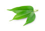 Organic Tea Tree Essential Oil