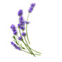 Organic Lavender Essential Oil