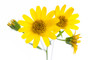 Organic Sunflower Oil