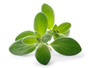 Organic Marjoram Essential Oil
