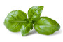 Organic Sweet Basil Essential Oil